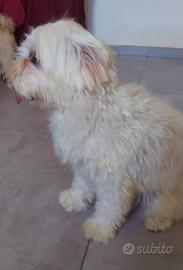 Maltese femmina
