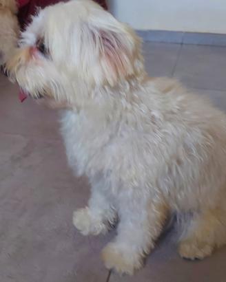 Maltese femmina
