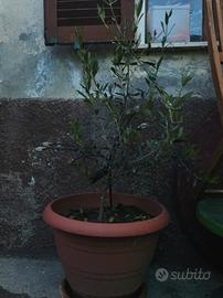 olivo