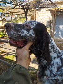setter inglese 
