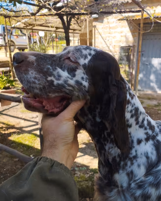 setter inglese 