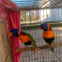 Lori arcobaleno pappagalli