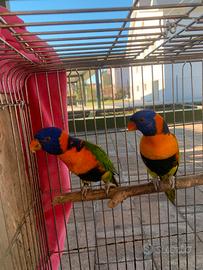 Lori arcobaleno pappagalli