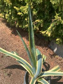 Agave altezza 75 cm in vado da 28.