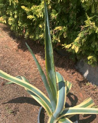 Agave altezza 75 cm in vado da 28.
