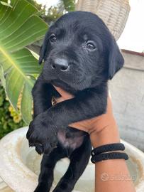 Cuccioli di Labrador retriever con Pedigree Enci