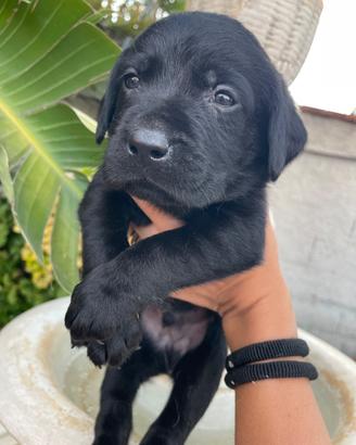 Cuccioli di Labrador retriever con Pedigree Enci