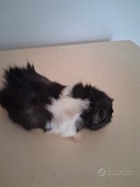 Cavie porcellini d'india