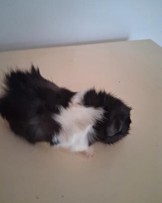 Cavie porcellini d'india