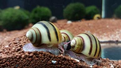 asolene spixi e caridine japonica