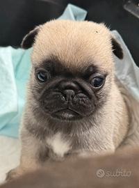 Carlino