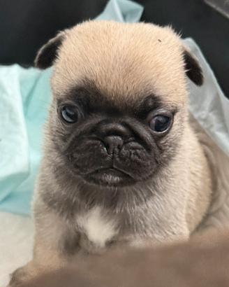 Carlino
