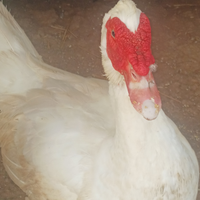 Anatra muta maschio
