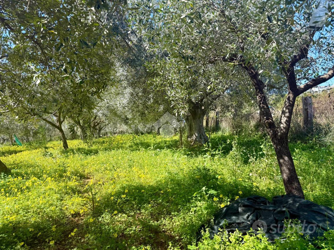 TER. AGRICOLO A SANTA MARIA DEL CEDRO - Vista 3