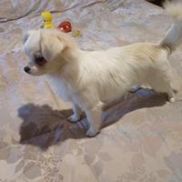 Cuccioli di chihuahua