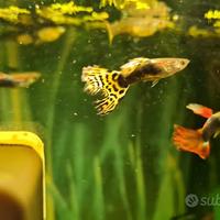 Pesci ornamentali guppy