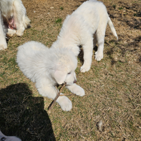 Ultimo cucciolo di pastore abruzzese maremmano