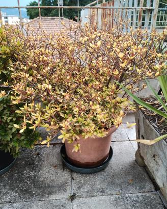 Pianta azalea di circa 20 anni da rinvasare 