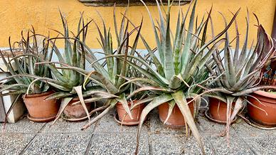Pinate di Aloe