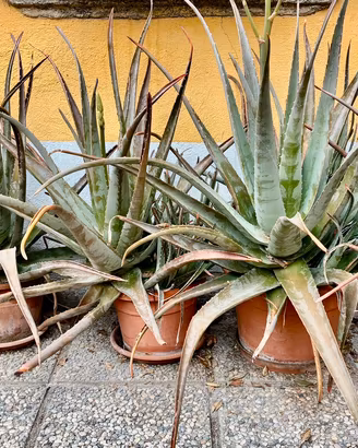 Pinate di Aloe