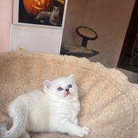 British shorthair femmina white occhi azzurri