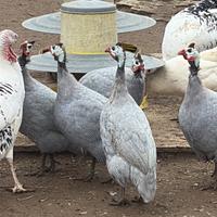 Ultime copppie faraone