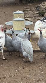 Ultime copppie faraone