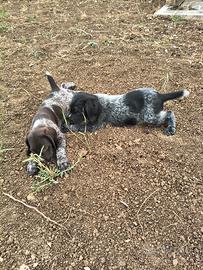 Cuccioli di Drahthaar maschi e femmine 