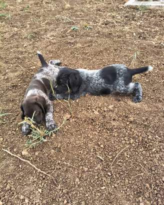 Cuccioli di Drahthaar maschi e femmine 