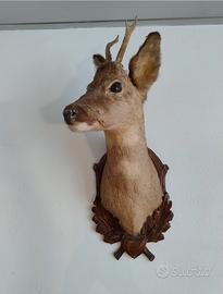 Trofeo capriolo taverna caccia