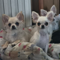 Cuccioli Chiguagua Pelo lungo