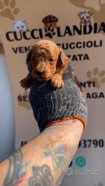 Barboncino mini toy red 2F 2M x metà maggio