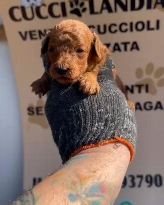 Barboncino mini toy red 2F 2M x metà maggio