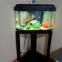 Acquario