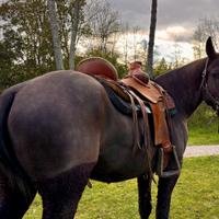 Cavallo della Maremma laziale