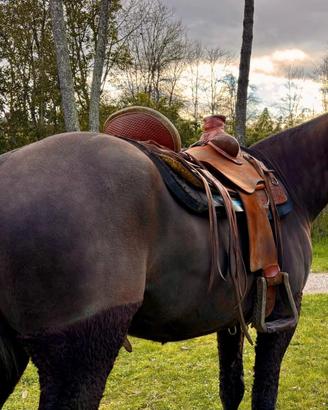 Cavallo della Maremma laziale