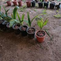 PIANTA DI COCCO ALTA 1 M