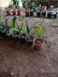 PIANTA DI COCCO ALTA 1 M