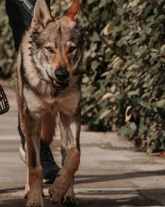 Cuccioli di Cane Lupo Cecoslovacco CLC