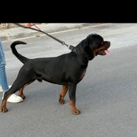 Rottweiler per accoppiamento