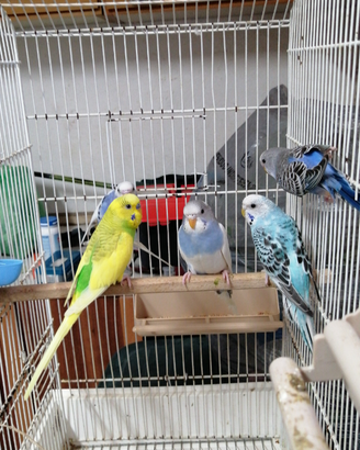 Coccorite di vari colori