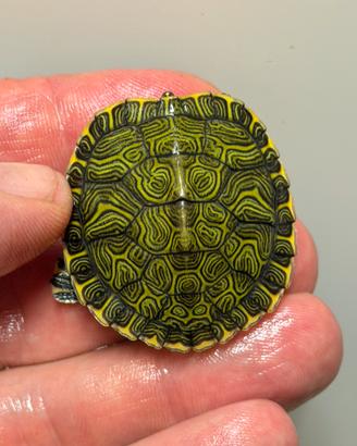 Tartarughine d'acqua Pseudemys