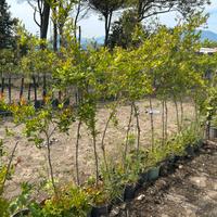 Piante di melograno wonderful