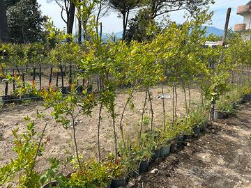 Piante di melograno wonderful