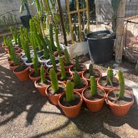 Cactus Pitaya Top Quality