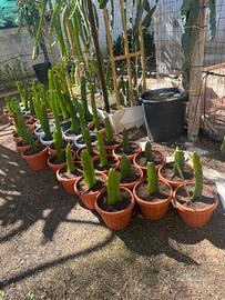 Cactus Pitaya Top Quality