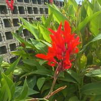 5 bulbi canna indica fiore Rosso