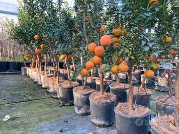 Chinotto Citrus x myrtifolia pianta in vaso ø20 cm