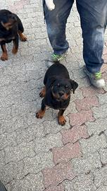 Cuccioli rottweiler