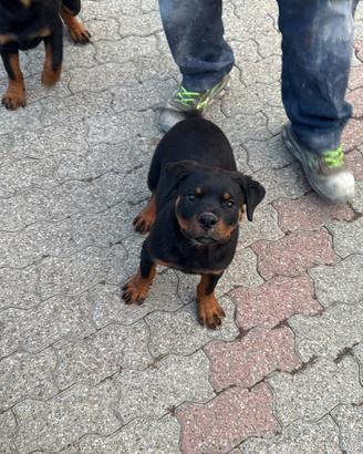 Cuccioli rottweiler